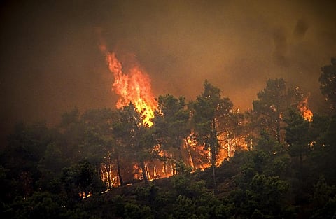 Fire events were predominantly recorded in woodlands, shrublands, regrowth areas, evergreen forests, and cropland mosaics.(Representative Image)