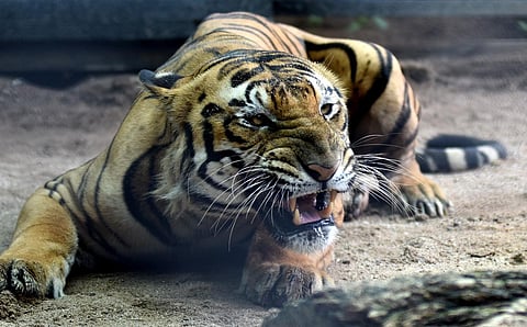 One of the tigers at the Nehru Zoological Park growls in Hyderabad on Saturday. (Photo | Sri Loganathan Velmurugan)