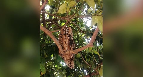 Long-eared owl