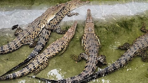 Baby saltwater crocodiles.