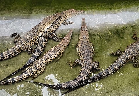 Baby saltwater crocodiles used for representative purpose only. (Photo | Wikimedia Commons)