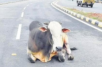 Image of stray cattle used for representational purposes only.