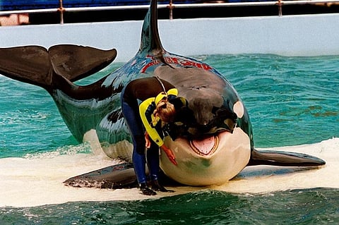FILE - Trainer Marcia Hinton pets Lolita, a captive orca whale, during a performance at the Miami Seaquarium in Miami, March 9, 1995. (Photo | AP)