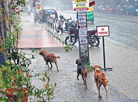 A pack of stray dogs at Althara junction in Thiruvananthapuram. (File photo | B P Deepu)