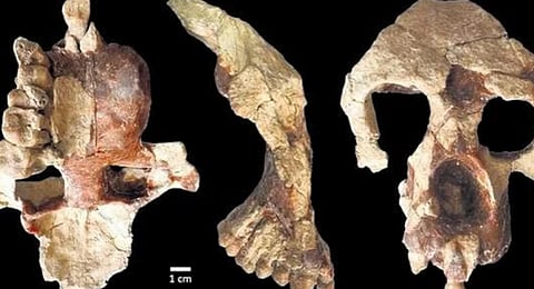 Simply scientifico: A fossil find that may change were man originated