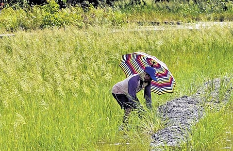 A farmer plucks grown weeds from his pokkali field at Njarakkal in Kochi as dry spell has destroyed paddy sprouts | A Sanesh