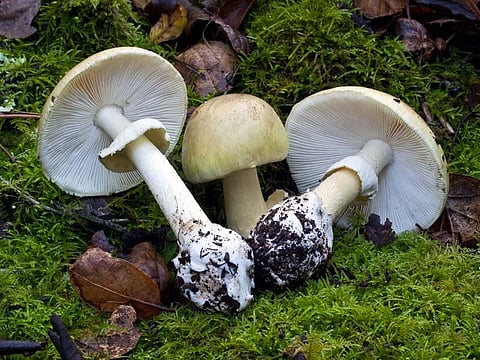 Image used for representational purpose only. (Photo | British Columbia Centre for Disease Control website)