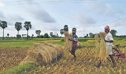 Representational image of farmers harvesting paddy. (Photo| EPS)