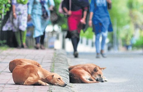 Image used for representational purpose. (Photo | BP Deepu, EPS)