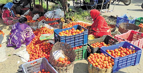 According to sources, a crate of tomatoes (15 kg) is being sold at Rs 120-130 (Photo | EXPRESS)