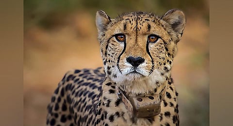 FILE - An image of one of the Cheetahs translocated from Kuno National Park in Madhya Pradesh's Sheopur district. (Photo | PTI)
