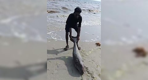 The baby dugong rescued near Thamaraikulam area | Express