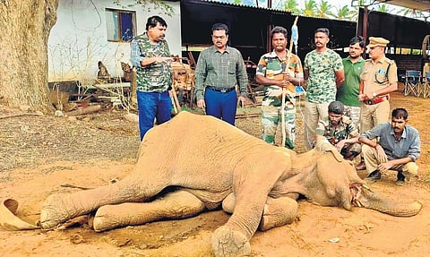 Veterinarians treating the elephant near MVN Chamber in Thadagam Valley | Express