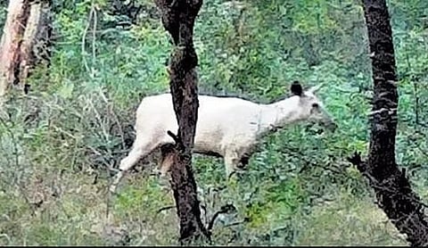 Cauvery Wildlife Sanctuary staffers sighted a rare leucistic (partially white) sambar deer.