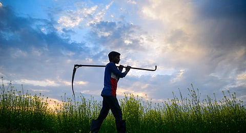 FILE - A farm worker on a mustard field in Jalandhar, Punjab. (Photo | PTI)