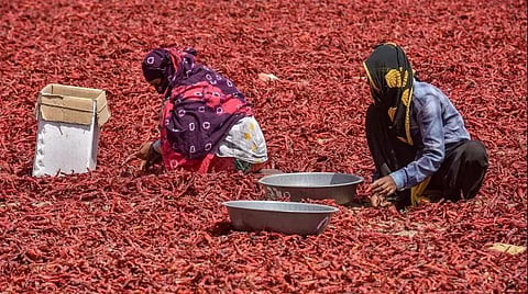 Representational image of chilli farmers. (File Photo | PTI)