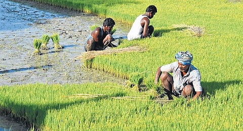 Image used for representational purpose. (Photo | Express)