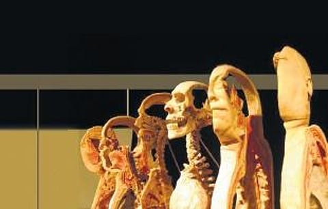 The exhibits will be displayed in a 2.5-lakh sq.ft area in what is being pitted as Asia’s first and largest curated science festival, the Global Science Festival of Kerala.
