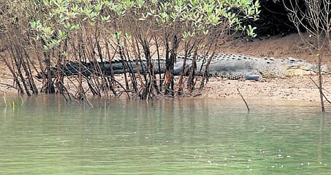 As per reports, the crocodiles died in the Nandankanan zoological park between January 23 and 30.