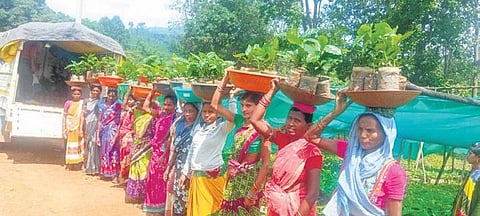 Members of WSHGs carrying coffee saplings for supply to farmers | express