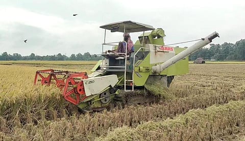 A farmer reaping his Samba paddy with a harvester before rains started on Sunday | Express