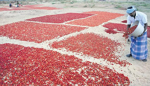 A farmer drying red chillies (Photo | KK Sundar)