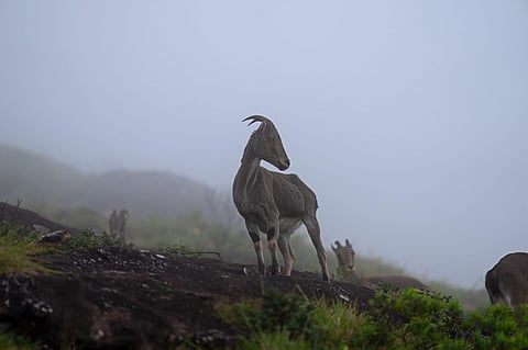 Nilgiri Tahr contribute to maintaining essential ecosystem processes through nutrient recycling in the high altitude shola-grasslands system.