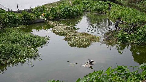 Wetlands