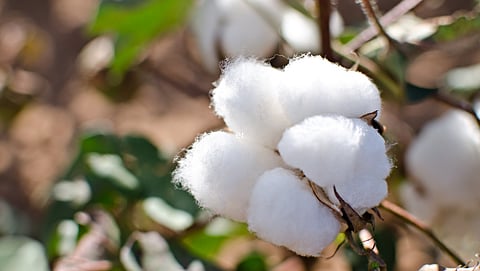 Cotton Rate