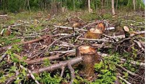 Tree Conservation