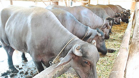 Buffaloes