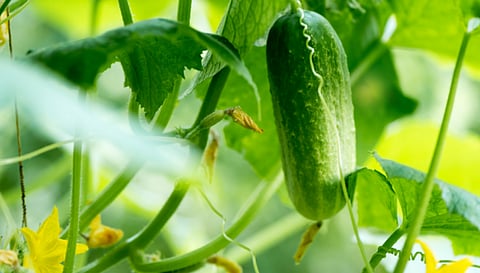 Cucumber Cultivation