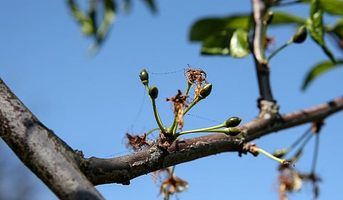 Weather Impact On Crop