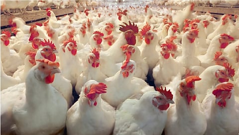 Poultry