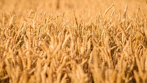 Wheat Export