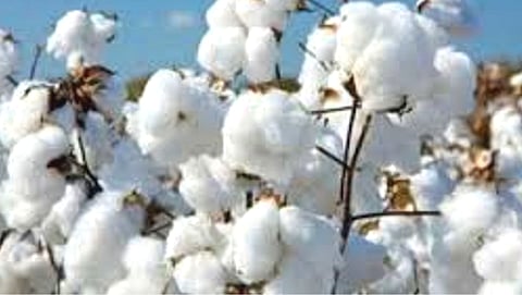Cotton