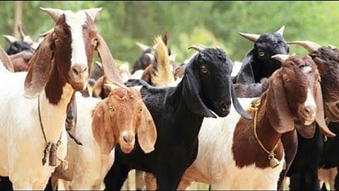 Goat Farming