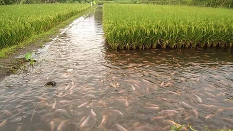 fishery in rice field