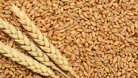 Wheat Research