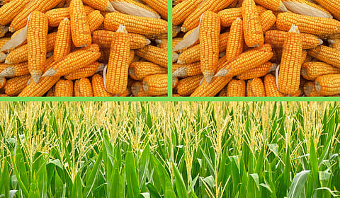 Maize