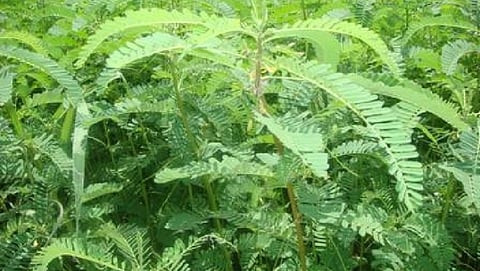 Dhaincha – Green manuring crop