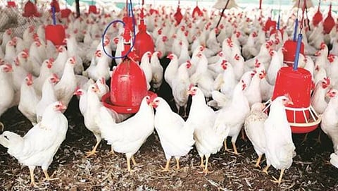 Poultry