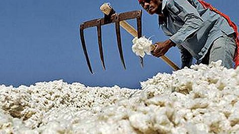 Cotton Market Update
