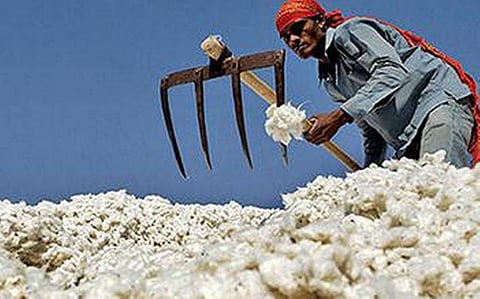 Cotton