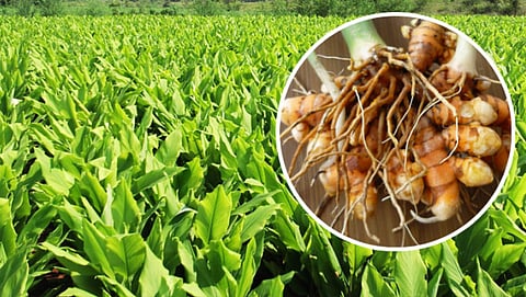 Turmeric Cultivation