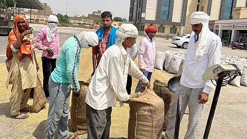 Wheat Procurement