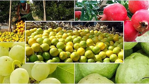 Fruit Crop Insurance