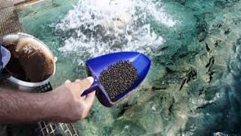 Feed for Fish Farming