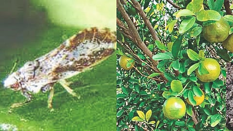 Citrus orchard