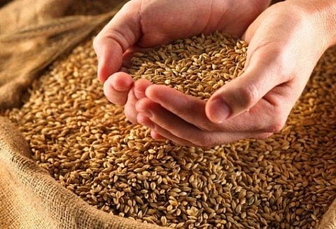 Wheat Procurement